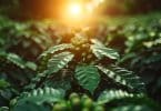 Le café agroforestier : un modèle de culture durable