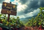 découvrez comment les fluctuations climatiques et les spéculations sur le marché du café entraînent une hausse des prix préoccupante. explorez les impacts de ces facteurs sur les producteurs et les consommateurs dans cette analyse approfondie.
