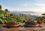 Deux coupelles de grains de café torréfiés posées sur une table en bois, devant une plantation montagneuse.
